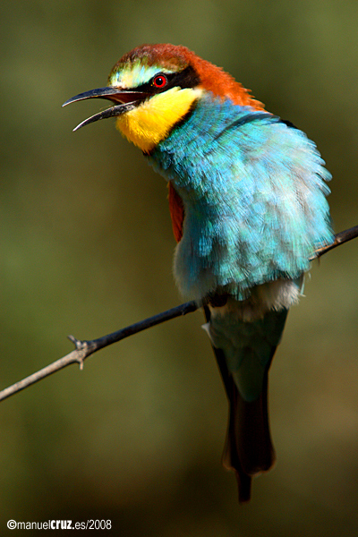 bird.jpg